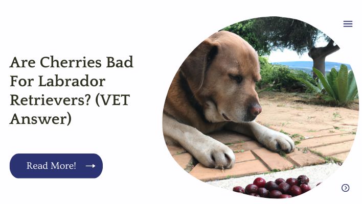 Are Cherries Bad For Labrador Retrievers? (VET Answer)