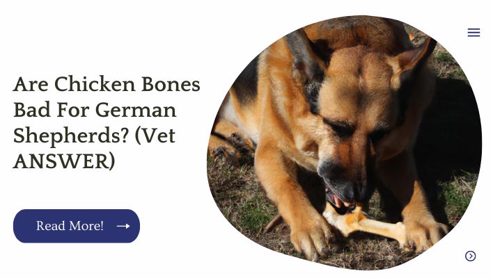 Are Chicken Bones Bad For German Shepherds? (Vet ANSWER)