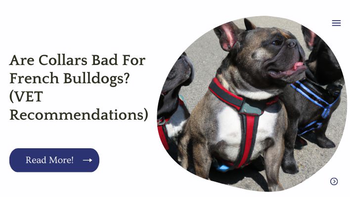 Are Collars Bad For French Bulldogs? (VET Recommendations)