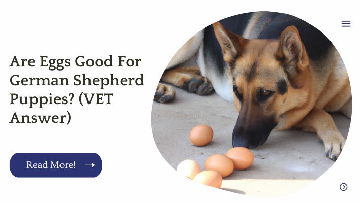 Are Eggs Good For German Shepherd Puppies? (VET Answer)