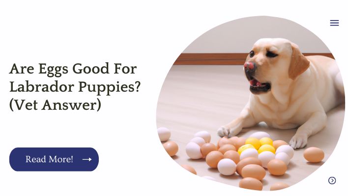 Are Eggs Good For Labrador Puppies? (Vet Answer)