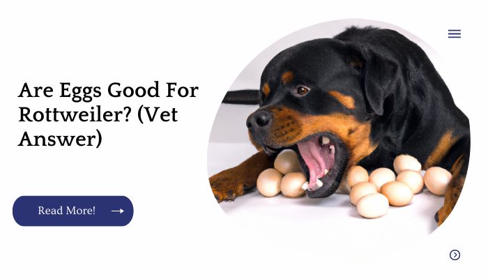 Are Eggs Good For Rottweiler? (Vet Answer)