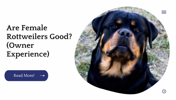 Are Female Rottweilers Good? (Owner Experience)