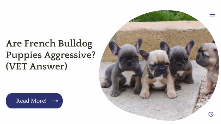 Are French Bulldog Puppies Aggressive? (VET Answer)