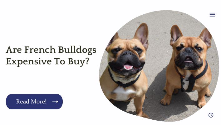 Are French Bulldogs Expensive To Buy?