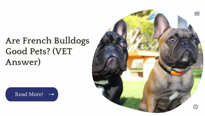 Are French Bulldogs Good Pets? (VET Answer)