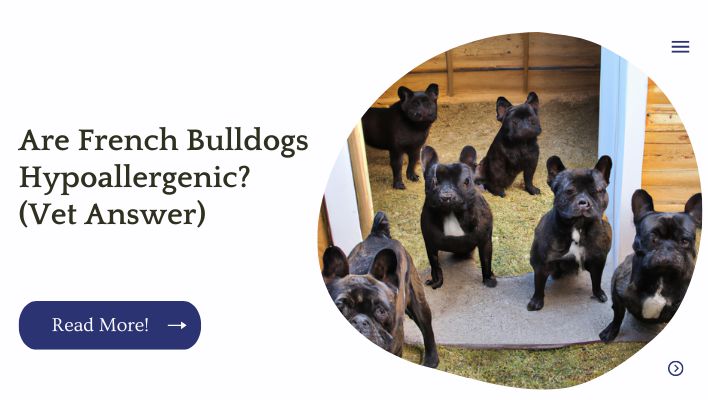 Are French Bulldogs Hypoallergenic? (Vet Answer)