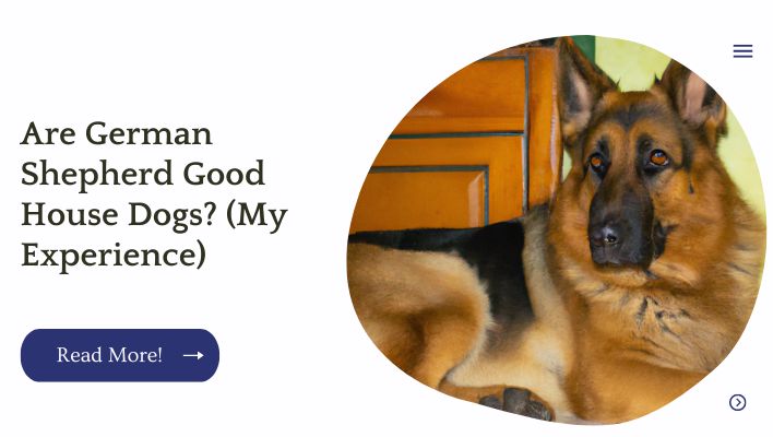 Are German Shepherd Good House Dogs? (My Experience)