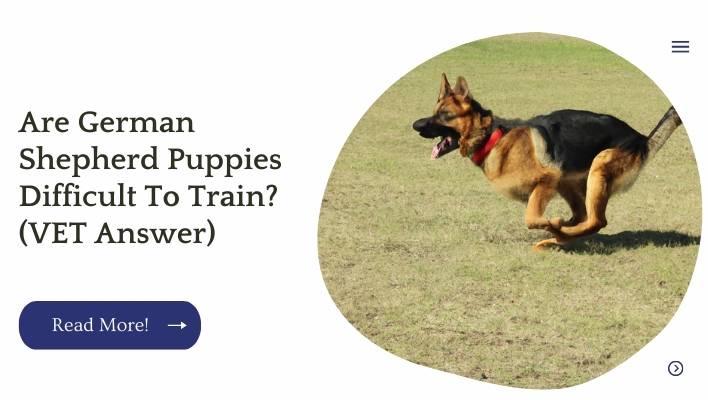 Are German Shepherd Puppies Difficult To Train? (VET Answer)