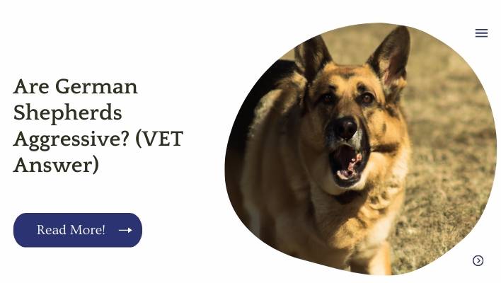 Are German Shepherds Aggressive? (VET Answer)