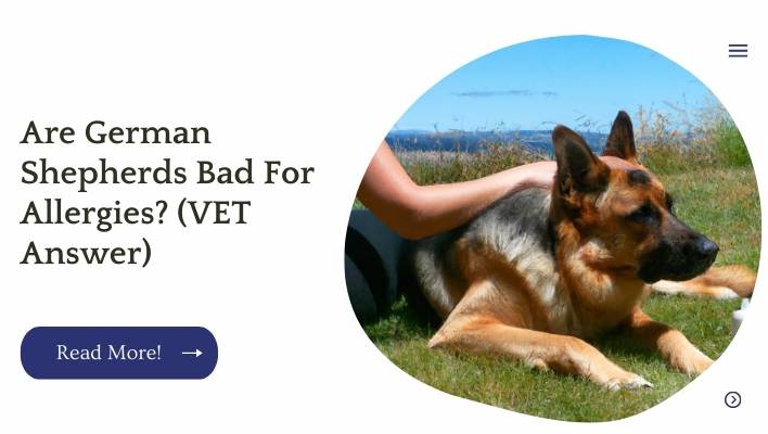 Are German Shepherds Bad For Allergies? (VET Answer)