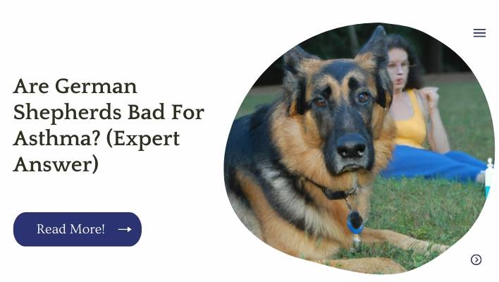 Are German Shepherds Bad For Asthma? (Expert Answer)