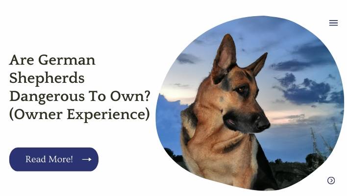 Are German Shepherds Dangerous To Own? (Owner Experience)