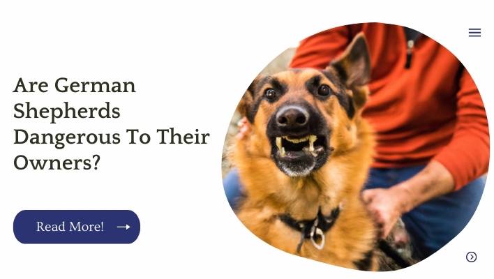 Are German Shepherds Dangerous To Their Owners? 