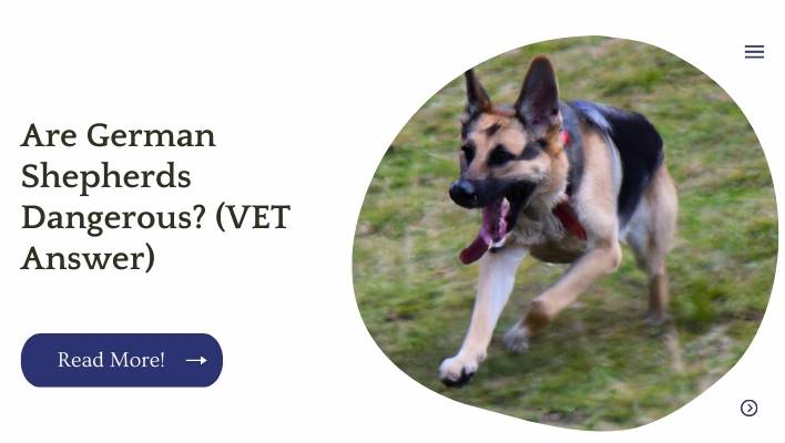 Are German Shepherds Dangerous? (VET Answer)