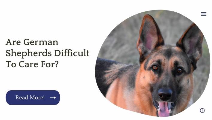 Are German Shepherds Difficult To Care For?