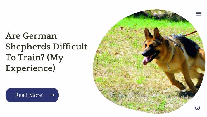 Are German Shepherds Difficult To Train? (My Experience)