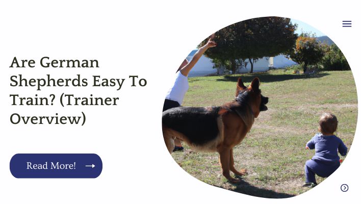 Are German Shepherds Easy To Train? (Trainer Overview)