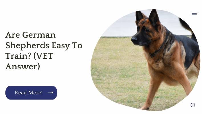 Are German Shepherds Easy To Train? (VET Answer)