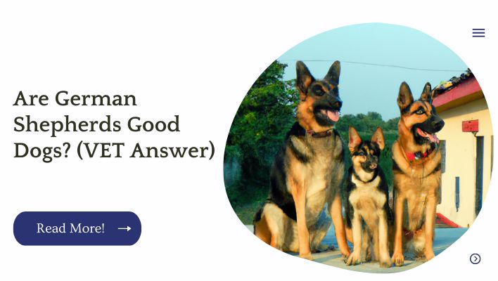 Are German Shepherds Good Dogs? (VET Answer)