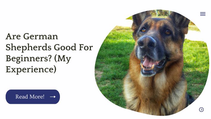 Are German Shepherds Good For Beginners? (My Experience)