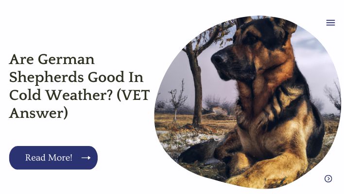 Are German Shepherds Good In Cold Weather? (VET Answer)