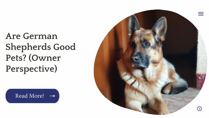 Are German Shepherds Good Pets? (Owner Perspective)