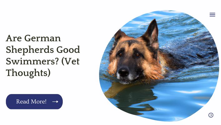 Are German Shepherds Good Swimmers? (Vet Thoughts)