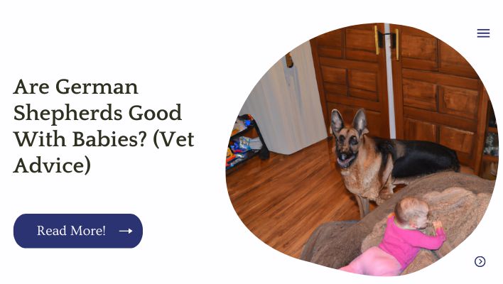 Are German Shepherds Good With Babies? (Vet Advice)