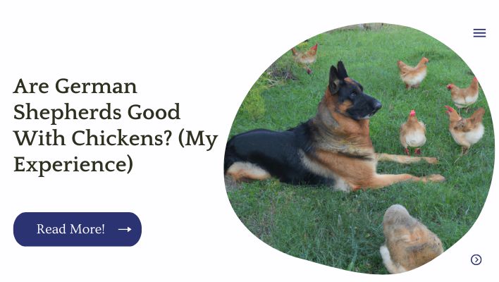 Are German Shepherds Good With Chickens? (My Experience)