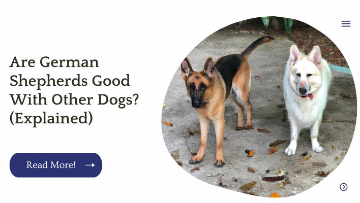Are German Shepherds Good With Other Dogs? (Explained)