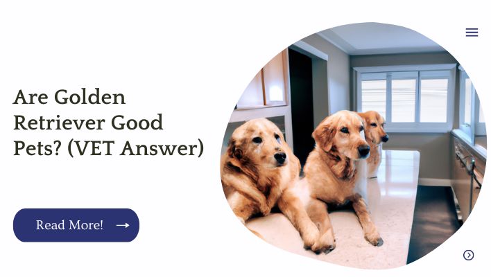 Are Golden Retriever Good Pets? (VET Answer)