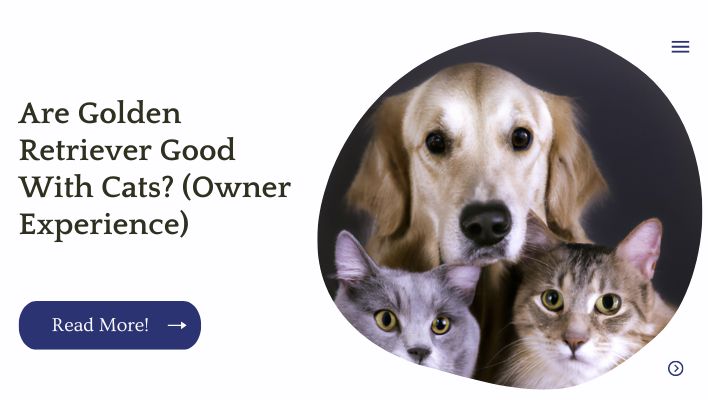 Are Golden Retriever Good With Cats? (Owner Experience)