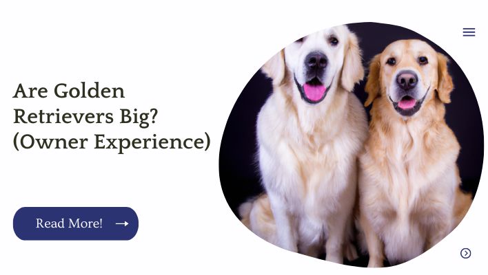 Are Golden Retrievers Big? (Owner Experience)