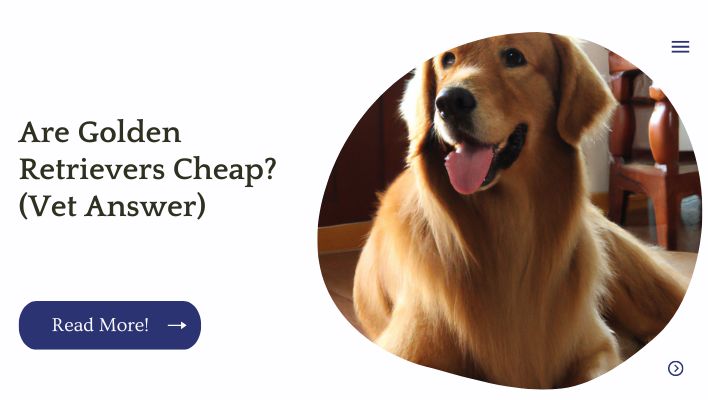 Are Golden Retrievers Cheap? (Vet Answer)