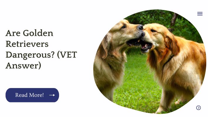 Are Golden Retrievers Dangerous? (VET Answer)