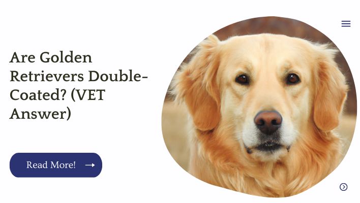 Are Golden Retrievers Double-Coated? (VET Answer)