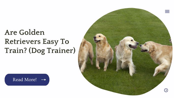 Are Golden Retrievers Easy To Train? (Dog Trainer)