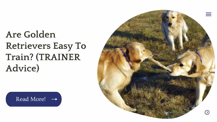 Are Golden Retrievers Easy To Train? (TRAINER Advice)