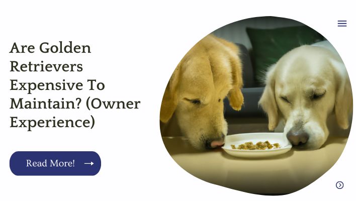 Are Golden Retrievers Expensive To Maintain? (Owner Experience)