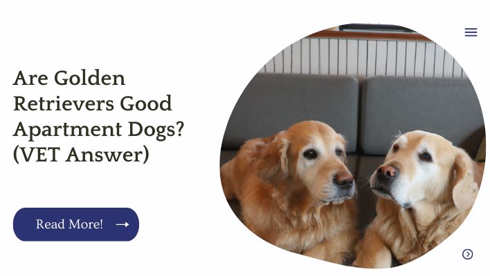 Are Golden Retrievers Good Apartment Dogs? (VET Answer)