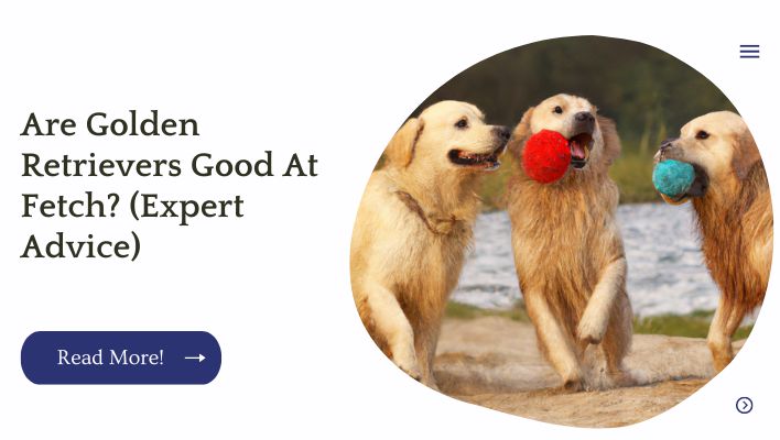 Are Golden Retrievers Good At Fetch? (Expert Advice)