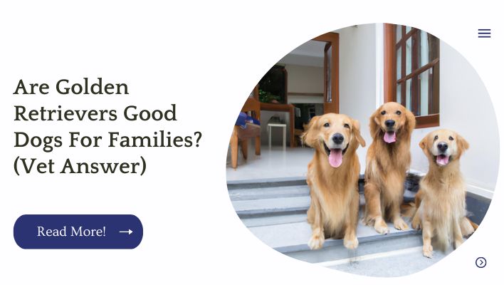 Are Golden Retrievers Good Dogs For Families? (Vet Answer)