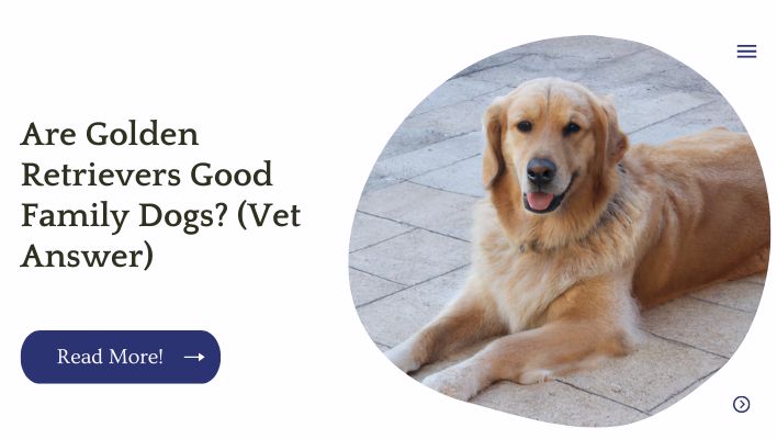 Are Golden Retrievers Good Family Dogs (Vet Answer)