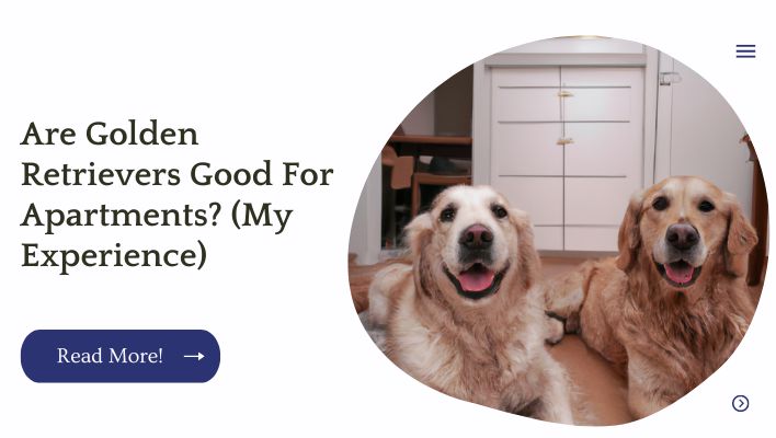 Are Golden Retrievers Good For Apartments? (My Experience)