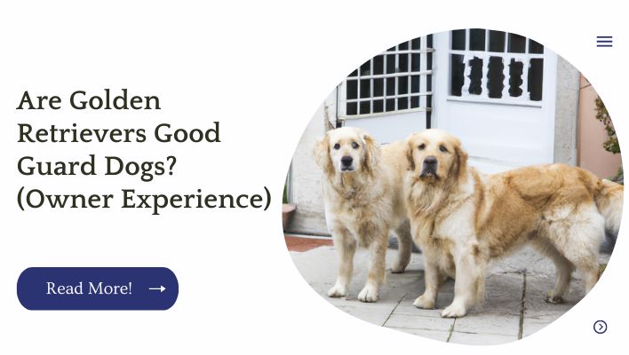 Are Golden Retrievers Good Guard Dogs? (Owner Experience)