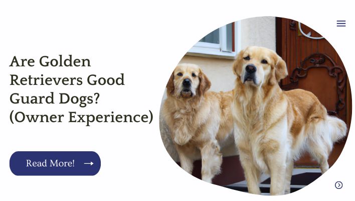 Are Golden Retrievers Good Guard Dogs? (Owner Experience)