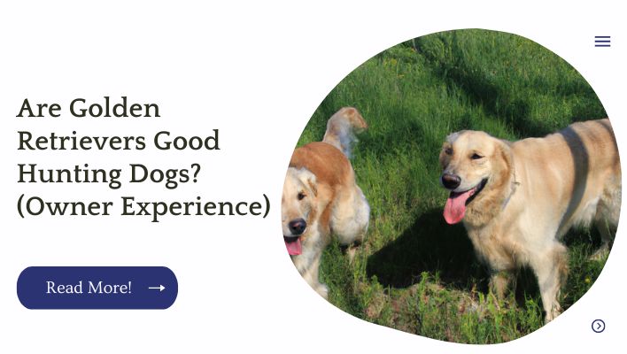 Are Golden Retrievers Good Hunting Dogs? (Owner Experience)