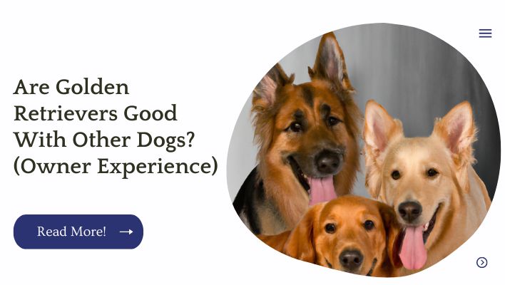 Are Golden Retrievers Good With Other Dogs? (Owner Experience)