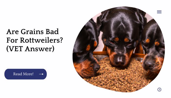 Are Grains Bad For Rottweilers (VET Answer)